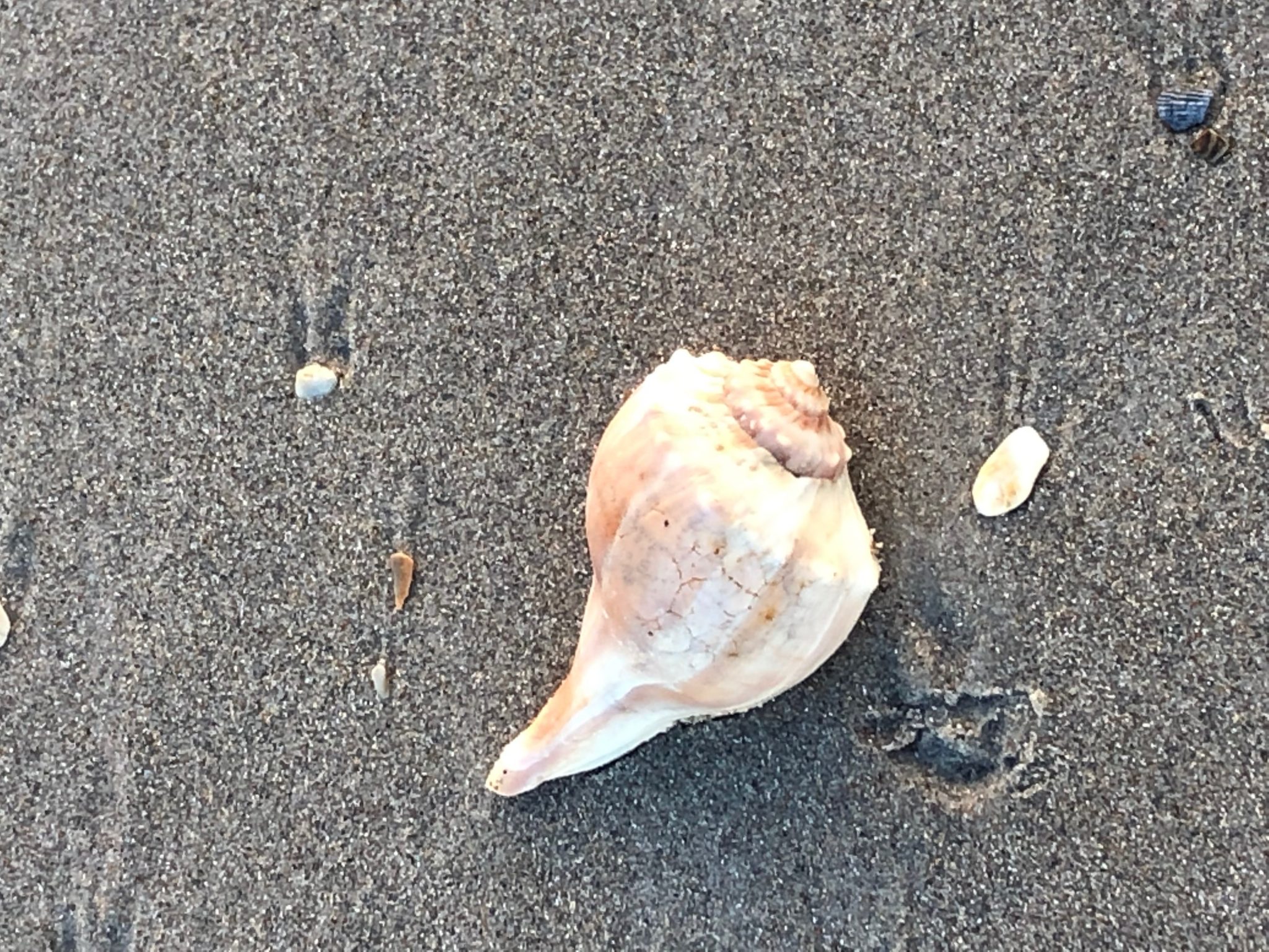 Shells